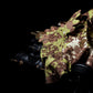 IRREGULAR ADD A LEAF PACK